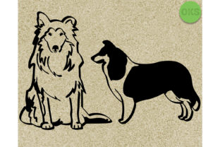Scotch Collie Dog